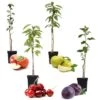 Assorti De 4 Arbres Fruitiers - Pot ⌀9cm - H.60-70cm (hauteur Pot Incluse)