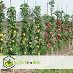 Assorti De 4 Arbres Fruitiers - Pot ⌀9cm - H.60-70cm (hauteur Pot Incluse) -Feuilora Soldes Boutique 6421dd66e21009.57555330