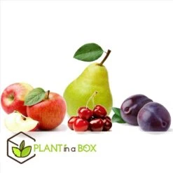 Assorti De 4 Arbres Fruitiers - Pot ⌀9cm - H.60-70cm (hauteur Pot Incluse) -Feuilora Soldes Boutique 6421dd66e64e00.60002197