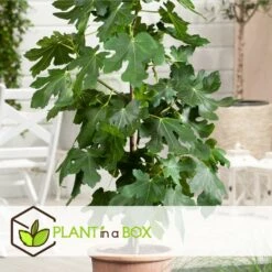 Set De 2 Ficus Carica - Pot ⌀9cm - H.25-40cm (hauteur Pot Incluse) -Feuilora Soldes Boutique 64233258aed6c2.75062578