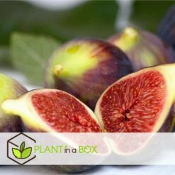 Set De 2 Ficus Carica - Pot ⌀9cm - H.25-40cm (hauteur Pot Incluse) -Feuilora Soldes Boutique 64233258cb75f1.63559053