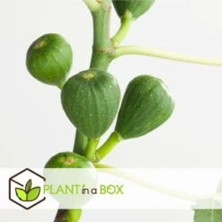 Set De 2 Ficus Carica - Pot ⌀9cm - H.25-40cm (hauteur Pot Incluse) -Feuilora Soldes Boutique 64233258cfd275.04452141