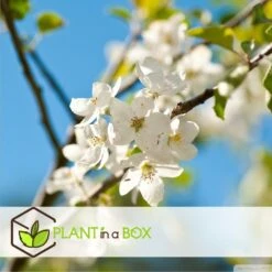 Assorti De 3 Arbres Fruitiers - Pot ⌀9cm - H.60-70cm (hauteur Pot Incluse) -Feuilora Soldes Boutique 64233269be5622.46374168