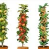 Assorti De 3 Arbres Fruitiers - Pot ⌀9cm - H.60-70cm (hauteur Pot Incluse) 2 Assorti De 3 Arbres Fruitiers - Pot ⌀9cm - H.60-70cm (hauteur Pot Incluse) -Feuilora Soldes Boutique 64233269c64401.92120611