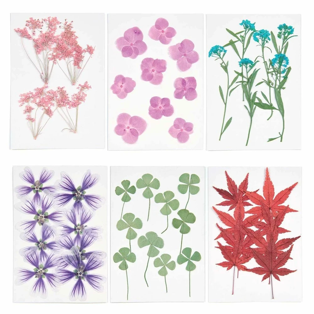 6 Sets De Feuilles/ Fleurs Séchées Et Pressées 4 6 Sets De Feuilles/ Fleurs Séchées Et Pressées – Image 2