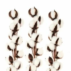 3 Branches De Coton Séché 10 Fleurs - 70 Cm