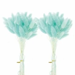 12 Tiges De Lagurus Séchés Turquoise - 45 Cm