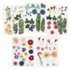 100 Fleurs Séchées Et Pressées Multicolores -Feuilora Soldes Boutique 6425847999c472.81672355