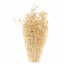 Lins Séchés Naturel - 70 Cm -Feuilora Soldes Boutique 6425847b173239.47884518