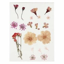40 Fleurs Séchées Et Pressées - Rose Clair -Feuilora Soldes Boutique 6425847beab708.68701059