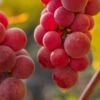 Vigne 'chasselas Rosé' - Conteneur 3l -Feuilora Soldes Boutique 6426187c9140b3.67519441
