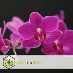 Phalaenopsis Multiflora - Orchidée Pourpre - Pot 12cm - Hauteur 35-45cm -Feuilora Soldes Boutique 6426d60ae141b2.47669085