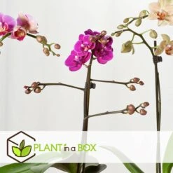 Phalaenopsis Multiflora - Orchidée Pourpre - Pot 12cm - Hauteur 35-45cm -Feuilora Soldes Boutique 6426d60ae63df7.98128875