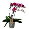 Phalaenopsis Multiflora - Orchidée Pourpre - Pot 12cm - Hauteur 35-45cm -Feuilora Soldes Boutique 6426d60aea2495.45627613