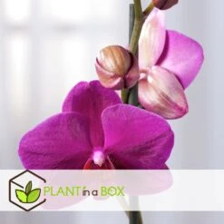 Phalaenopsis Multiflora - Orchidée Pourpre - Pot 12cm - Hauteur 35-45cm -Feuilora Soldes Boutique 6426d60b053594.26028170