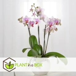 Phalaenopsis Multiflora - Orchidée Rose - Pot 12cm - Hauteur 35-45cm -Feuilora Soldes Boutique 6426d60b6b23d5.44197038