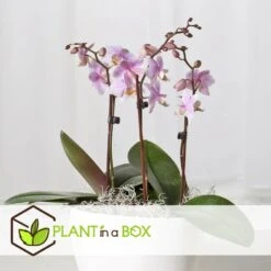 Phalaenopsis Multiflora - Orchidée Rose - Pot 12cm - Hauteur 35-45cm -Feuilora Soldes Boutique 6426d60b7c21f4.26692168