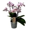 Phalaenopsis Multiflora - Orchidée Rose - Pot 12cm - Hauteur 35-45cm 2 Phalaenopsis Multiflora - Orchidée Rose - Pot 12cm - Hauteur 35-45cm -Feuilora Soldes Boutique 6426d60b804462.14222558