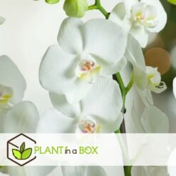 Phalaenopsis Multiflora - Orchidée Blanc - Pot 12cm - Hauteur 35-45cm -Feuilora Soldes Boutique 6426d60c19e286.02072511