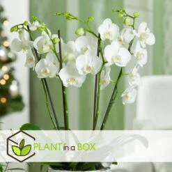 Phalaenopsis Multiflora - Orchidée Blanc - Pot 12cm - Hauteur 35-45cm -Feuilora Soldes Boutique 6426d60c209507.23720790