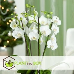 Phalaenopsis Multiflora - Orchidée Blanc - Pot 12cm - Hauteur 35-45cm -Feuilora Soldes Boutique 6426d60c268081.57320546