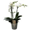 Phalaenopsis Multiflora - Orchidée Blanc - Pot 12cm - Hauteur 35-45cm -Feuilora Soldes Boutique 6426d60c2b9292.83014456