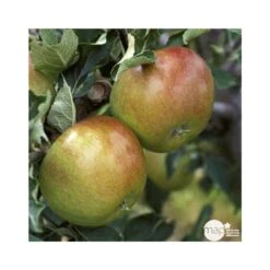 Pommier Cox Orange Pippin : Demi Tige Ctr 15 Litres -Feuilora Soldes Boutique 64580 004