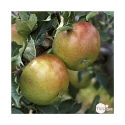 Pommier Cox Orange Pippin : Gobelet 3 Ans D'âg Ctr 12 Litres 9 Pommier Cox Orange Pippin : Gobelet 3 Ans D'âg Ctr 12 Litres -Feuilora Soldes Boutique 64581 005