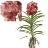 Vanda Leopard Coral - Orchidée Tropicale - Orchidée En Fleur - Hauteur 75-85cm -Feuilora Soldes Boutique 64595220a70c31.25970141