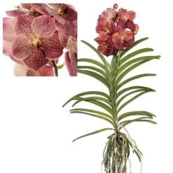 Vanda Leopard Coral - Orchidée Tropicale - Orchidée En Fleur - Hauteur 75-85cm