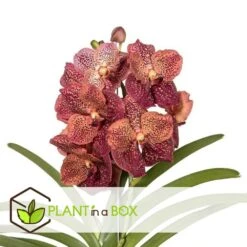 Vanda Leopard Coral - Orchidée Tropicale - Orchidée En Fleur - Hauteur 75-85cm -Feuilora Soldes Boutique 64595220aba3b5.16105552