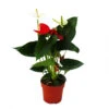 Fleur De Flamant Rose "sierra Red & Sierra White" Jumeaux Rouge/blanc Pot 14cm Anthurium Andreanum -Feuilora Soldes Boutique 64622746c39128.41528724