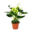 Fleur De Flamant Rose "sierra White" Blanc Anthurium Andreanum 14cm -Feuilora Soldes Boutique 6462274e5959e8.64719841