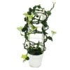 Bougeoir Grimpant - Ceropegia Sandersonii - Pot De 12cm -Feuilora Soldes Boutique 6462275589a231.14422359