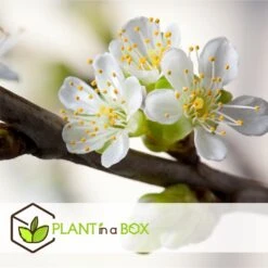 3 Pommes Différentes Sur 1 Arbre - Pot 17 Cm - Hauteur 60-70cm -Feuilora Soldes Boutique 6478b275eb1777.08001142