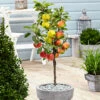 3 Pommes Différentes Sur 1 Arbre - Pot 17 Cm - Hauteur 60-70cm -Feuilora Soldes Boutique 6478b275f034b3.42805714