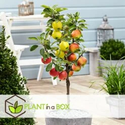 3 Pommes Différentes Sur 1 Arbre - Pot 17 Cm - Hauteur 60-70cm -Feuilora Soldes Boutique 6478b276016da1.99677535