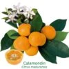 Calamondin "citrus Madurensis" Tailles:pot Rond De 5 Litres, Hauteur 60/80 Cm 1 Calamondin "citrus Madurensis" Tailles:pot Rond De 5 Litres, Hauteur 60/80 Cm -Feuilora Soldes Boutique 6478cb7848aad5.06206516