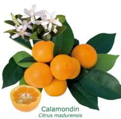 Calamondin "citrus Madurensis" Tailles:pot Rond De 5 Litres, Hauteur 60/80 Cm
