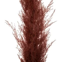 Set De 3 Fleurs Séchées "pampa Naturelle" - H110 Cm 7 Set De 3 Fleurs Séchées "pampa Naturelle" - H110 Cm -Feuilora Soldes Boutique 6483186e51d3d2.05693830