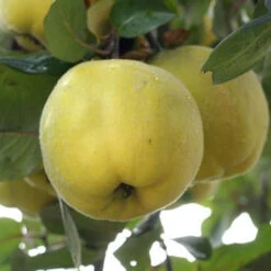 Cognassier Champion : Gobelet 3 Ans D'âge -Feuilora Soldes Boutique 6532 002 1