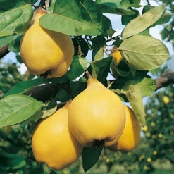 Cognassier Champion : Gobelet 3 Ans D'âge -Feuilora Soldes Boutique 6532 004