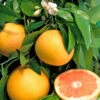Pomelo : Pot 45 Litres -Feuilora Soldes Boutique 662224 1657852
