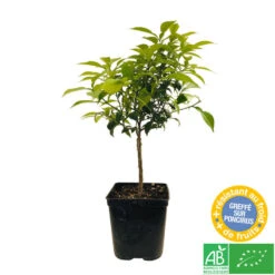Yuzu AB: Pot 3L, Greffe -Feuilora Soldes Boutique 697329 005