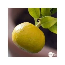 Mandarinier : C3L, Agriculture Biologique -Feuilora Soldes Boutique 697332 001