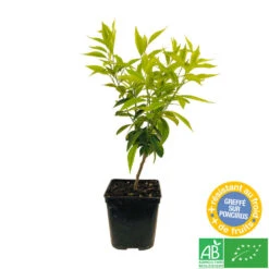 Mandarinier : C3L, Agriculture Biologique -Feuilora Soldes Boutique 697332 004