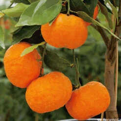 Mandarinier : C3L, Agriculture Biologique -Feuilora Soldes Boutique 697332 005