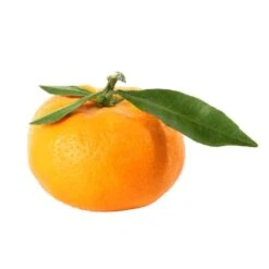 Mandarinier : C3L, Agriculture Biologique -Feuilora Soldes Boutique 697332 009