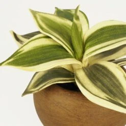 Plante Verte Artificielle Pot Effet Bois 14cm -Feuilora Soldes Boutique 70dafe3be5665a69