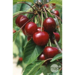 Cerisier Bigarreau Van : Gobelet 3 Ans D'âge Ctr 12 Litres -Feuilora Soldes Boutique 71295 003